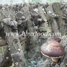 Cogumelo Shiitake Liso Seco